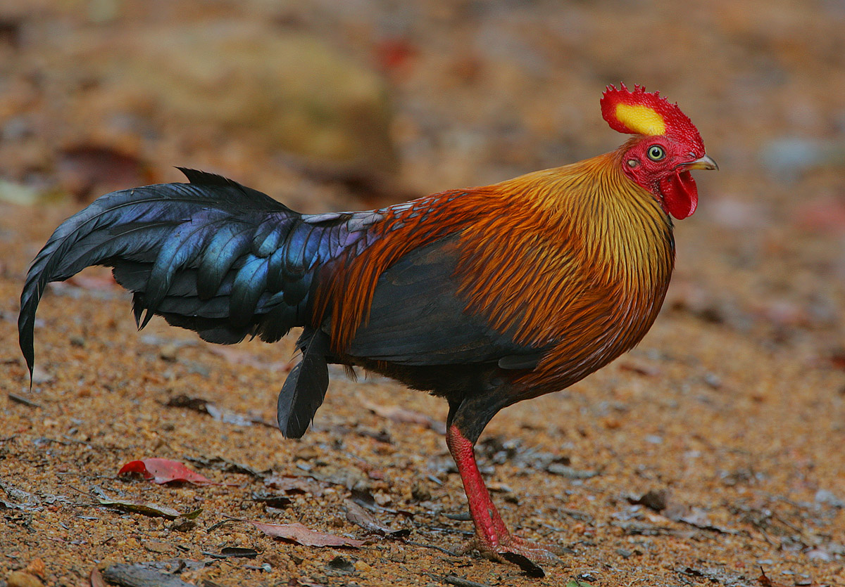 Flickr_-_Rainbirder_-_Ceylon_Junglefowl_(Gallus_lafayetii)_Male.jpg