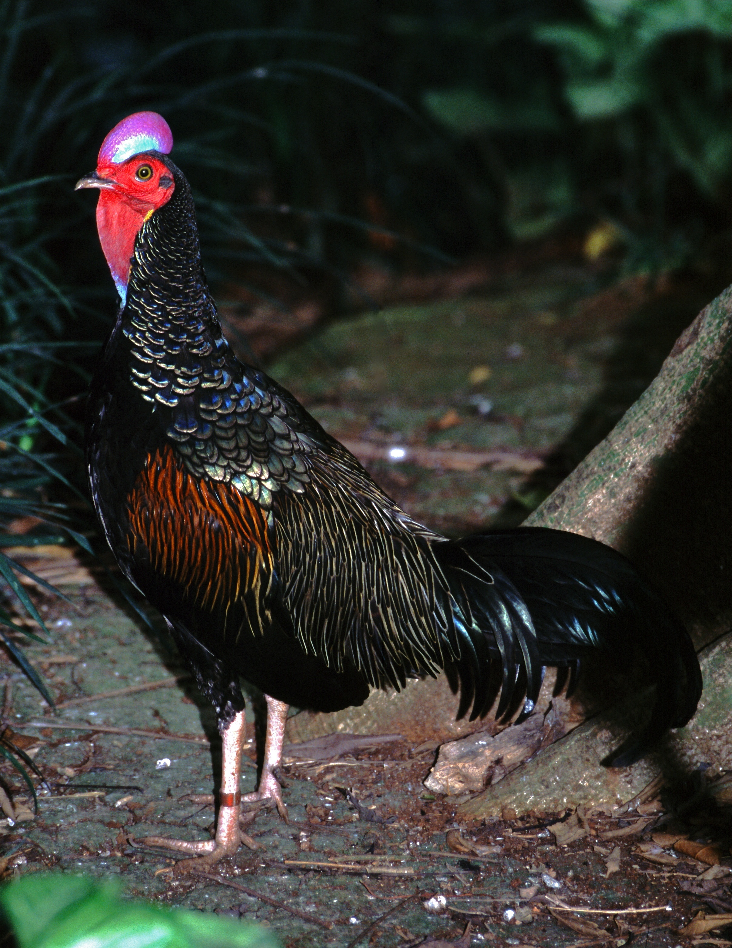 Green_Junglefowl_(Gallus_varius)_(7936877492).jpg