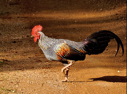 Grey_Junglefowl_by_Samad_Kottur.jpg